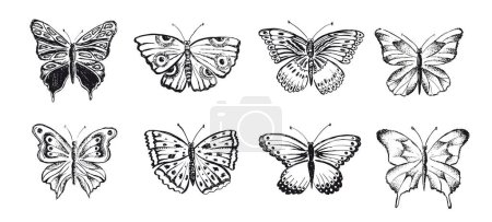 Téléchargez les illustrations : Illustrations vectorielles dessinées à la main papillon - en licence libre de droit