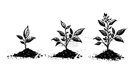 Illustration for Gradual tree growth in the ground, hand drawn illustrations, vector. - Royalty Free Image