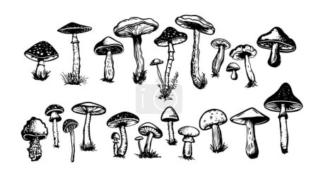 Illustration for Mushrooms set hand drawn illustrations, vector. - Royalty Free Image