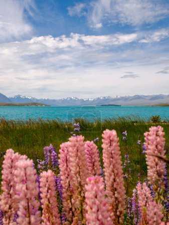 Foto de Blue skies over the azure blue water of Lake Tekapo in New Zealand with snow capped mountains in the distance with pink and purple Lupin flowers in the foreground - Imagen libre de derechos