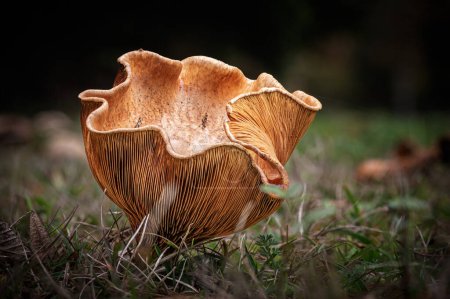 Téléchargez les photos : Champignon à liseré brun, une espèce de liseré, poussant à travers la moisissure foliaire d'une couverture morte en Dordogne - en image libre de droit
