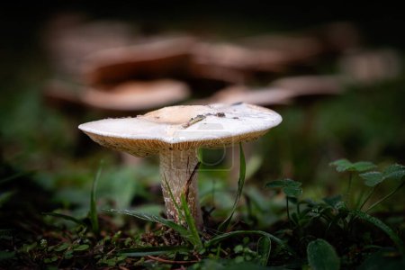 Foto de Poison Pie mushroom, una especie de planta venenosa amarga, que crece a través del moho foliar de un suelo forestal en la región de Dordoña, Francia - Imagen libre de derechos