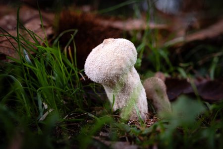 Foto de Champiñón común, una especie de setas Lycoperdon, que crece a través del molde de hojas de un suelo forestal en la región de Dordoña de Francia - Imagen libre de derechos