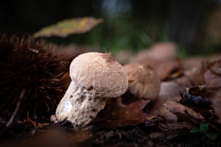 Foto de Champiñón común, una especie de setas Lycoperdon, que crece a través del molde de hojas de un suelo forestal en la región de Dordoña de Francia - Imagen libre de derechos
