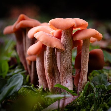 Photo for Common Laccaria mushroom, a species of Deceivers mushrooms, growing through the leaf mould of a forest floor in the Dordogne region of France - Royalty Free Image