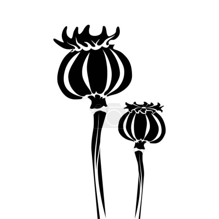 Illustration for Poppy plant head vector isolated. Highly addictive drug opium concept. Narcotic flower, illegal drug. - Royalty Free Image