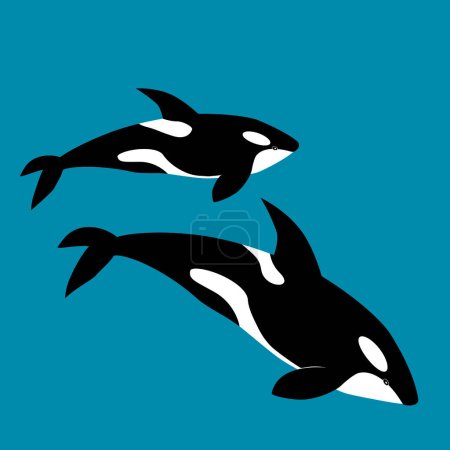 Killerwal-Illustration, Vektor, Orca, Delphinidae, Odonceti