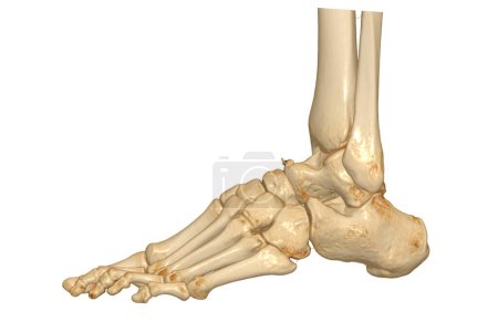 Foto de Representación en 3D de los huesos del pie aislados sobre fondo blanco. Ruta de recorte. - Imagen libre de derechos