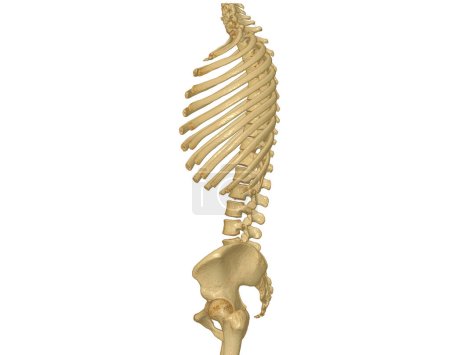 Tomografía computarizada de toda la columna vertebral 3D que muestra el perfil de la columna vertebral humana. Sistema Musculoesquelético Cuerpo Humano. Estructura espina dorsal. Estudio de la enfermedad problemática y métodos de tratamiento. aislado sobre fondo blanco. Ruta de recorte.