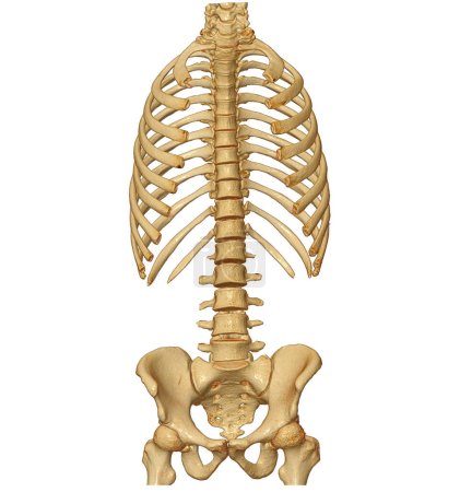 Photo for CT scan of Whole spine 3D rendering showing Profile Human Spine. Musculoskeletal System Human Body. Structure Spine. Studying Problem Disease and Treatment Methods. isolated on white background. Clipping path. - Royalty Free Image