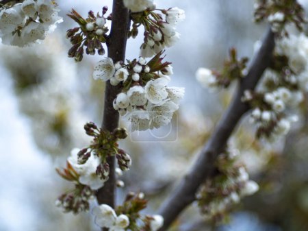 Téléchargez les photos : Fleur Sakura. Branche de cerisier printanier avec des fleurs roses et des feuilles sur le fond flou.Des fleurs de cerisier dans le parc sont en fleurs. Le nom scientifique est Cerasus lannesiana Carriere, 1872 Kawazu-zak - en image libre de droit