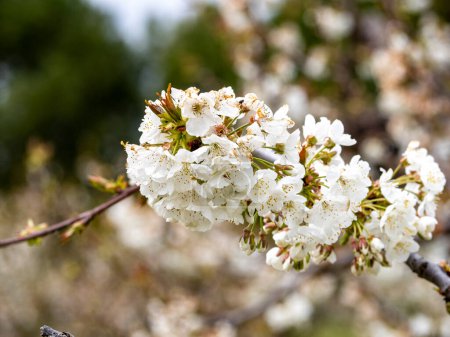 Fleur Sakura. Branche de cerisier printanier avec des fleurs roses et des feuilles sur le fond flou.Des fleurs de cerisier dans le parc sont en fleurs. Le nom scientifique est Cerasus lannesiana Carriere, 1872 Kawazu-zak