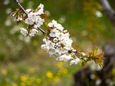 Téléchargez les photos : Fleur Sakura. Branche de cerisier printanier avec des fleurs roses et des feuilles sur le fond flou.Des fleurs de cerisier dans le parc sont en fleurs. Le nom scientifique est Cerasus lannesiana Carriere, 1872 Kawazu-zak - en image libre de droit