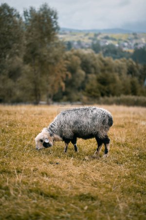 Téléchargez les photos : Portrait d'un mouton debout dans un troupeau. Ferme d'agneaux. - en image libre de droit