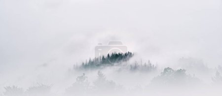 Photo for Mountain slopes landscape with fir trees in the fog in Zakopane, Poland - Royalty Free Image