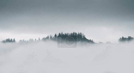 Misty landscape with fir forest. The concept of misterious woods for banner usage.