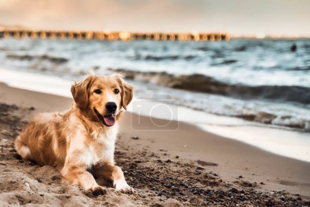 Foto de Un perro Golden Retriever disfrutando en la playa con mar y arena - Imagen libre de derechos