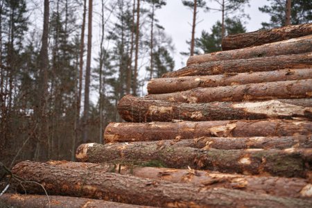Téléchargez les photos : Deforestation in Europe. Freshly made firewood in the evergreen forest, pine tree logs close-up. Environmental a ecology damage - en image libre de droit