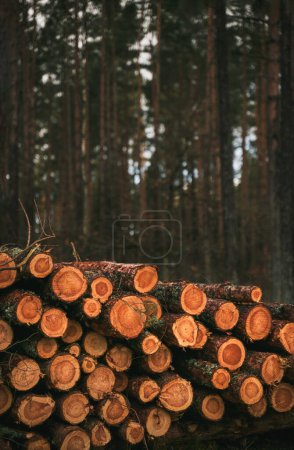 Foto de Concept of deforestation and environmental damage in the forests of Europe. Area of illegal deforestation. - Imagen libre de derechos