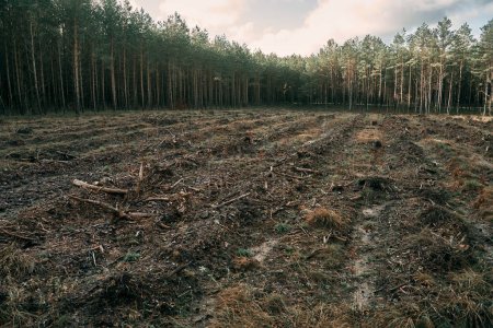 Téléchargez les photos : Catastrophe de déforestation dans les bois européens. Forêt détruite pendant la tempête - en image libre de droit