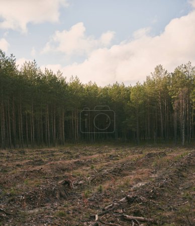 Foto de Concepto de deforestación y daños ambientales en los bosques de Europa. Zona de deforestación ilegal. - Imagen libre de derechos