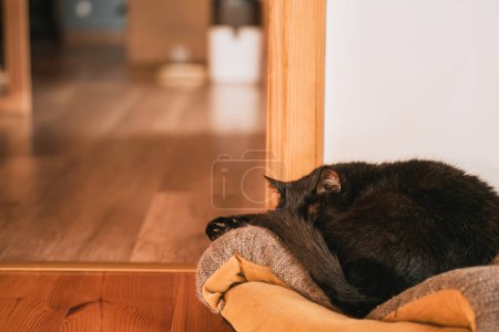 Photo for Horizontal photo of a cat sleeping on a sofa. - Royalty Free Image