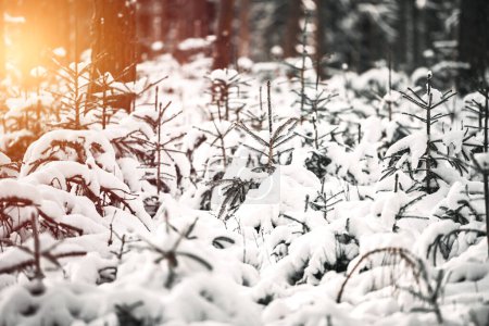 Photo for Young evergreen tree sapling covered with snow. Woods reforestation in Europe - Royalty Free Image