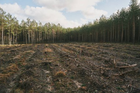 Téléchargez les photos : Catastrophe de déforestation dans les bois européens. Forêt détruite pendant la tempête - en image libre de droit