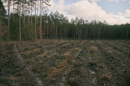 Foto de Concepto de deforestación y daños ambientales en los bosques de Europa. Zona de deforestación ilegal. - Imagen libre de derechos