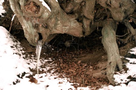Foto de Refugio animal de vida silvestre bajo el árbol durante el invierno - Imagen libre de derechos