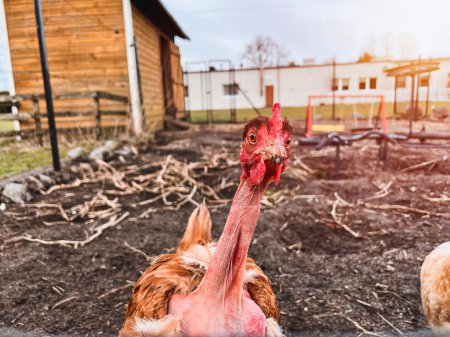 Foto de El pollo Naked Neck. Retrato de primer plano de pájaro doméstico divertido. La gallina mira a la cámara. - Imagen libre de derechos