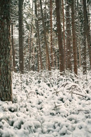 Photo for Young evergreen tree sapling covered with snow. Woods reforestation in Europe - Royalty Free Image
