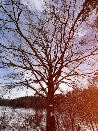 Téléchargez les photos : Un arbre nu sans feuilles sur les branches. Arbre d'hiver. - en image libre de droit