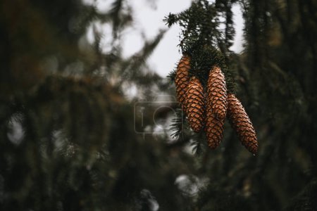 bunch of pinecones on a dark green pine branch. Natural background