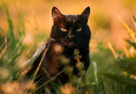 Téléchargez les photos : Un chat noir dans un champ d'herbe. Magnifique portrait de chat noir aux yeux jaunes dans la nature. Chat domestique marchant dans l'herbe - en image libre de droit