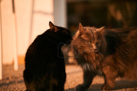 Foto de Dos gatos olfateándose al aire libre. Reunión de dos gatos, boda de gatos. - Imagen libre de derechos
