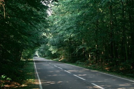 Foto de Camino de asfalto vacío en el bosque. Explorando la belleza de la naturaleza en un viaje de verano. Carretera forestal en un día de verano. - Imagen libre de derechos