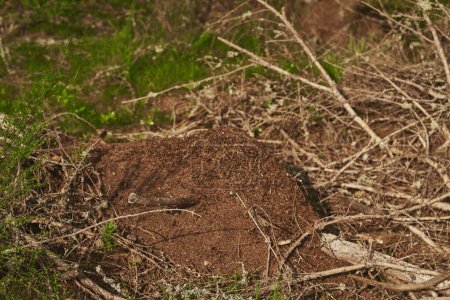 Téléchargez les photos : Fourmilière géante dans la forêt européenne. - en image libre de droit