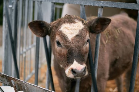 Téléchargez les photos : Vache alpine brune célibataire reposant dans une ferme suisse - en image libre de droit