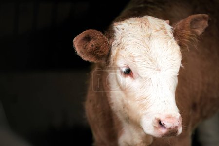 Téléchargez les photos : Vache alpine brune célibataire reposant dans une ferme suisse - en image libre de droit