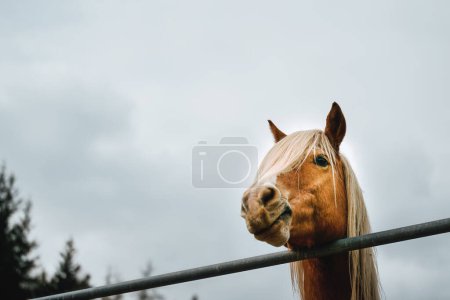 Foto de Retrato de un caballo Palomino. Un caballo macho con melena rubia. El Haflinger es una raza de caballos desarrollada en la región del Tirol del Sur. retrato haflinger caballo - Imagen libre de derechos