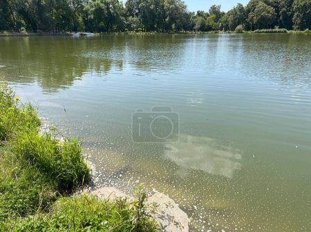 Photo for Water blooming, flowering in summer. Clogging of dirty water. Global environmental pollution problem caused by chemicals and industries. - Royalty Free Image