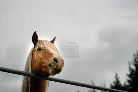 Foto de Gracioso Palomino Haflinger Stallion. Retrato de la elegancia animal alpina. Un caballo macho con melena rubia. - Imagen libre de derechos