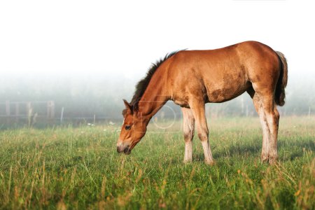 Téléchargez les photos : Portrait d'un cheval, cheval brun. Décryptages Portrait d'un poulain brun broutant dans la nature - en image libre de droit