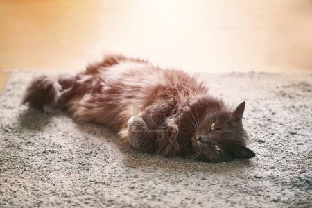 Foto de Adorable gatito negro pura raza recta acostado en su espalda, sobre un fondo blanco. Gato bien comer y relajarse en una cama en casa. - Imagen libre de derechos
