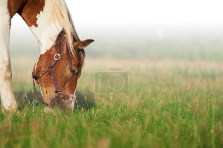 Téléchargez les photos : Portrait d'un cheval, cheval brun. Décryptages Portrait d'un poulain brun broutant dans la nature - en image libre de droit