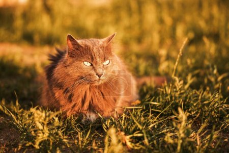 Téléchargez les photos : Chat dans le champ d'herbe. Beau portrait de chat aux yeux jaunes dans la nature. Chat domestique marchant dans l'herbe à l'extérieur. - en image libre de droit