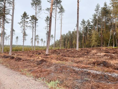 Foto de Concept of deforestation and environmental damage in the forests of Europe. Area of illegal deforestation. - Imagen libre de derechos