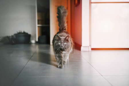 Cat at home. A grey cat looks into a camera. Domestic animal and interior. Experience the Cozy Atmosphere of Home as a Majestic Grey Cat Makes Its Way Across the Room