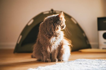 Un gato gris esponjoso disfruta de la luz del sol y la comodidad de su cama de tienda verde